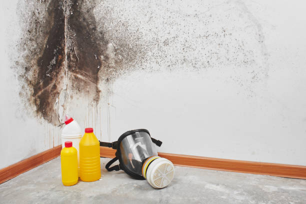 Best Emergency Mold Removal  in Savannah, TX