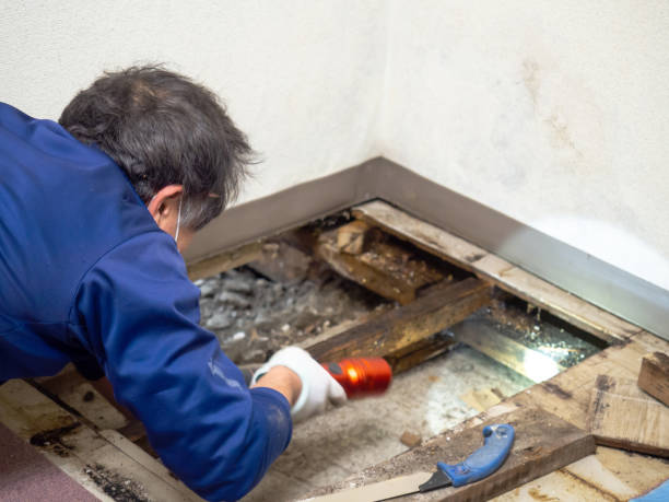 Best Home Mold Removal  in Savannah, TX