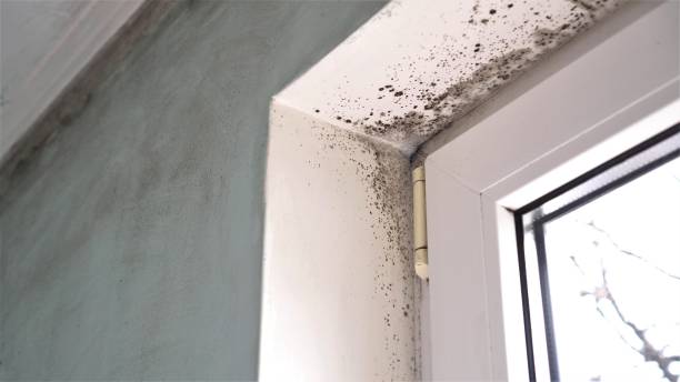 Best Commercial Mold Removal  in Savannah, TX