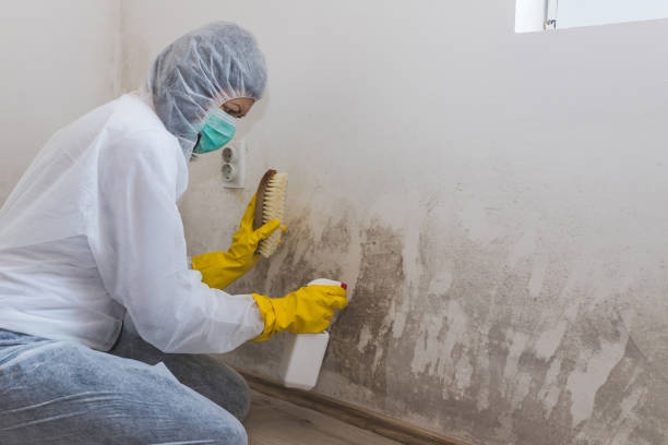 Best Local Mold Removal Service  in Savannah, TX