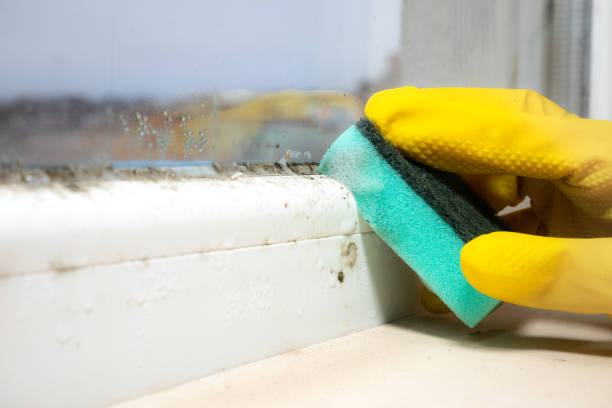 Best Fast Mold Removal  in Savannah, TX