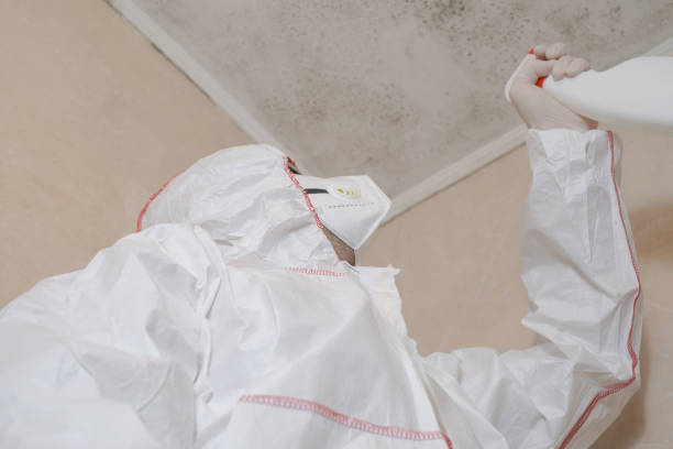 Best Mold Damage Repair  in Savannah, TX