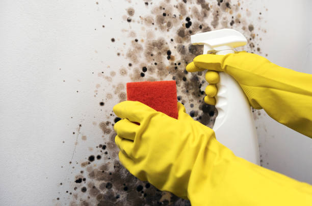 Best Certified Mold Removal  in Savannah, TX