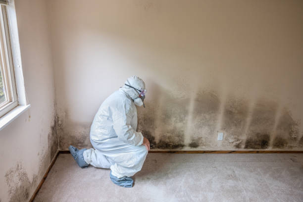 Savannah, TX Mold Removal Company
