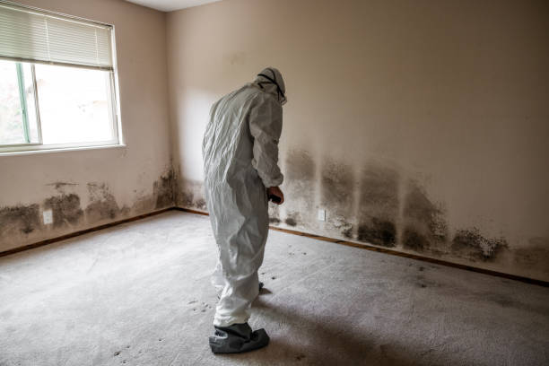 Best Fast Mold Removal  in Savannah, TX