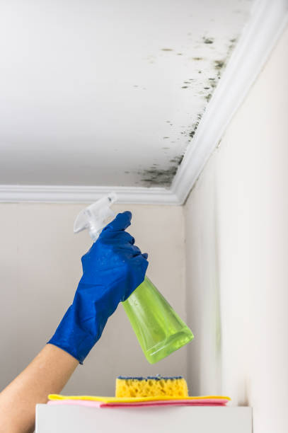 Attic Mold Removal in Savannah, TX