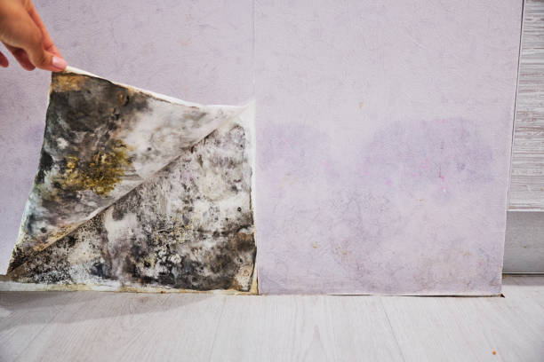 Best Crawl Space Mold Removal  in Savannah, TX